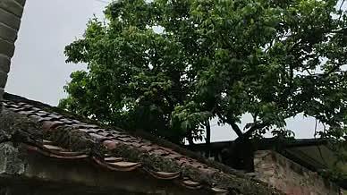 树木下雨屋檐瓦房拍摄实拍视频的预览图